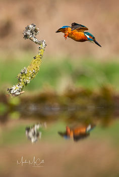 Kingfisher take-off