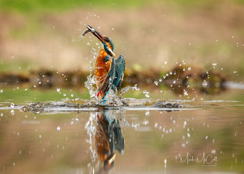 Kingfisher eruption