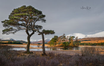Loch Tulla Pines, near Glencoe, Scotland