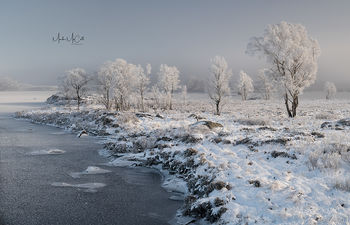 Hoarfrosted trees in the mist, Loch Ba, Rannoch Moor, Glencoe, Scotland
