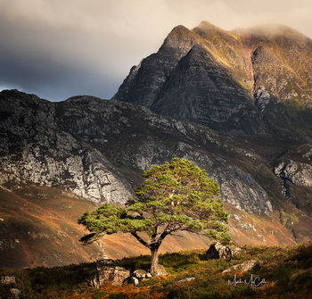 Caledonian pine, Loch Maree, Wester Ross, Scotland