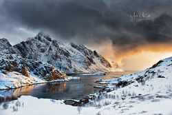 Lofoten gold
