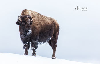 Defiant, Yellowstone NP, Montana