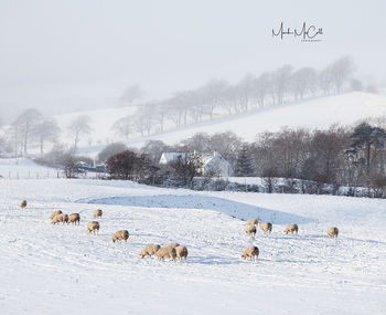 Sheep, ice and mist