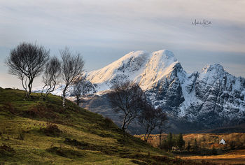 Birch trees, Torrin, Skye