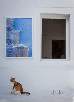 Santorini cat