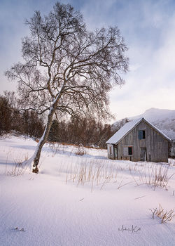 Barn and tree, Senja, Arctic Norway