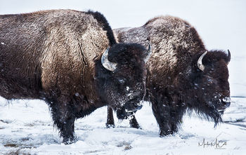 Against the elements, Yellowstone NP, Montana