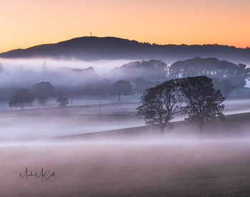 Mist and trees, West Kilbride, Ayrshire