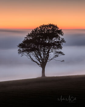Tree in the mist, Ayrshire, Scotland