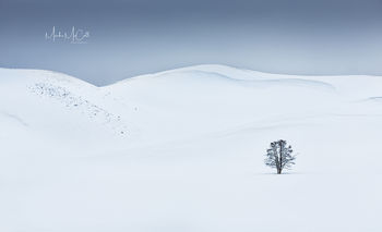 Solitude, Yellowstone NP, Montana