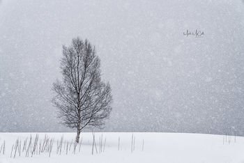 Birch in snowstorm, arctic Norway