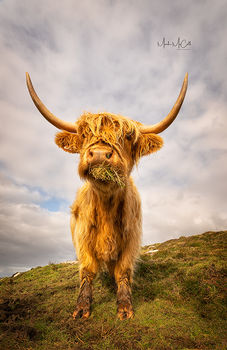 Highland Cow, North Uist, Outer Hebrides, Scotland