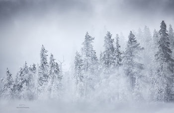 The frozen forest, Yellowstone NP, Montana