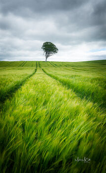 Smmer Barley, Ayrshire, Scotland