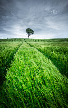 Barley field in late spring, Ayrshire, Scotland