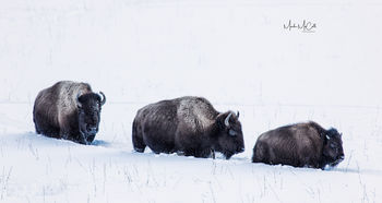 BisonTrio, Yellowstone NP, Montana