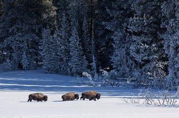 Bison in winter, Yellowstone NP, Montana