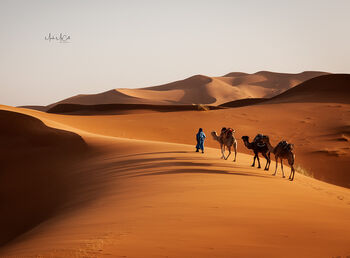 Camel train, Morocco