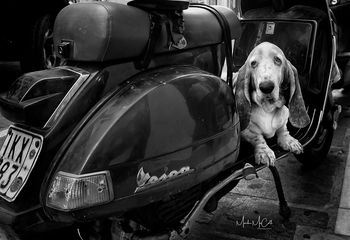 Canine alarm, Crete