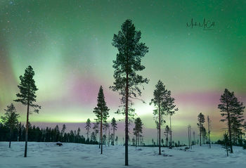 Forest Aurora, Kiruna, Sweden