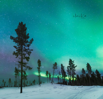 Forest aurora, arctic Sweden