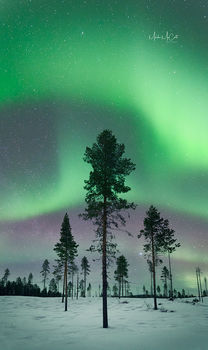 Forest aurora 2, Kiruna, Sweden
