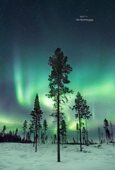 Forest aurora, near Kiruna, Sweden