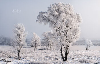 Hoarfrost on birches, Loch Ba, Rannoch Moor, Glencoe, Scotland