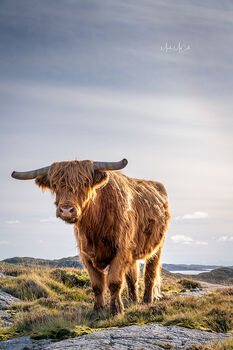 Highland cow, Outer Hebrides
