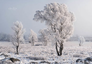 Hoarfrost on birches, Loch Ba, Rannoch Moor, Glencoe, Scotland
