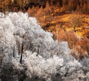 Early winter Hoarfrost, Scottish highlands