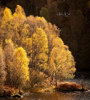 Autumn birch colours, Loch Tummel, Perthshire, Scotland
