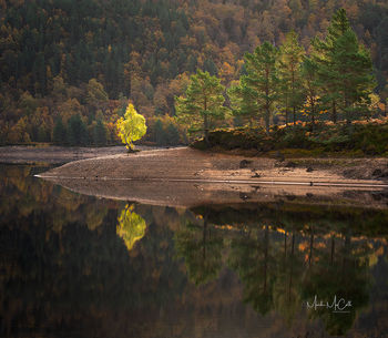 The Star of the Show, Glen Affric, Scotland