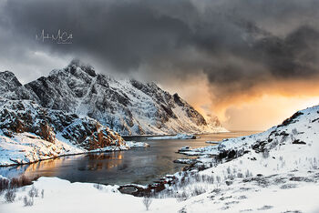 Lofoten gold