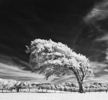 Shapely tree, Ayrshire