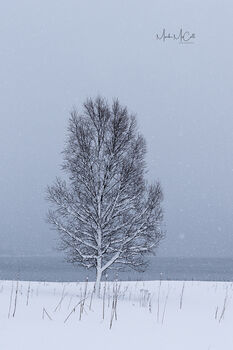 Tree in snow, Senja, arctic Norway