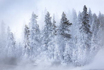 Frozen forest, Yellowstone NP, Montana