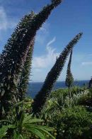 Echiums in Cornwall