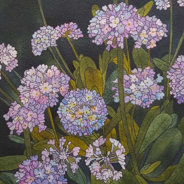 Primula