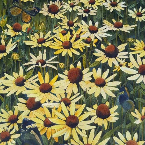 Daisy