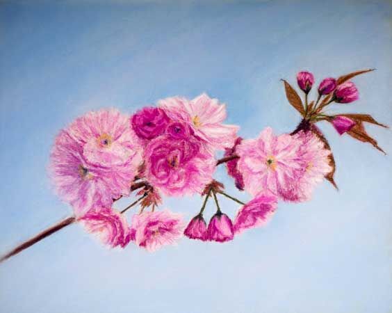 Cherry Blossom Time