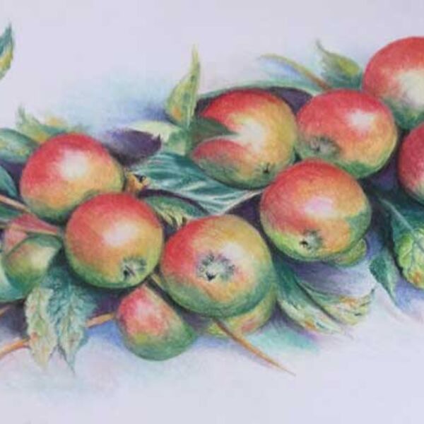 Apple Branch