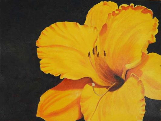 Hemerocallis