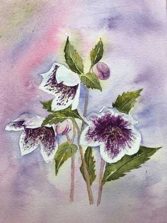 Hellebors