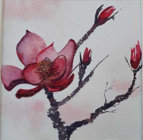 Magnolia