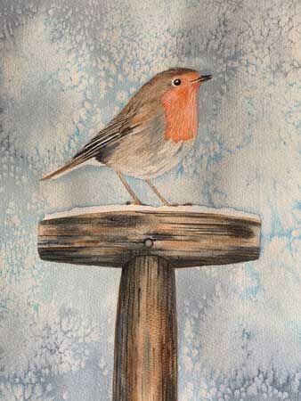 Robin card