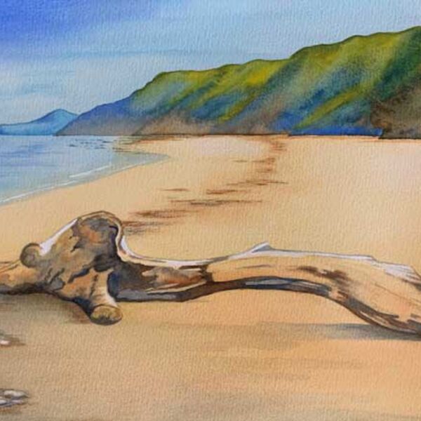 Runswick Bay Driftwood