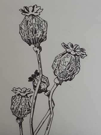 Poppy seed heads