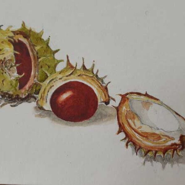 Conkers 2